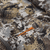 {"colorName":"Optifade Elevated II","colorCode":"EV","number":"07","isModel":false}