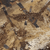 {"colorName":"Optifade Waterfowl Marsh","colorCode":"WL","number":"10","isModel":false}