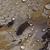 {"colorName":"Optifade Waterfowl Marsh","colorCode":"WL","number":"11","isModel":false}