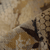 {"colorName":"Optifade Marsh","colorCode":"WL","number":"09","isModel":false}