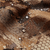 {"colorName":"Optifade Waterfowl Marsh","colorCode":"WL","number":"09","isModel":false}