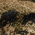 {"colorName":"Optifade Waterfowl Timber", "colorCode":"TM", "number":"kfi3", "isModel":false,"isFeatured":"3"}