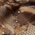 {"colorName":"Optifade Waterfowl Marsh","colorCode":"WL","number":"09","isModel":false}