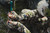 {"colorName":"Optifade Subalpine","colorCode":"SA","number":"31","isModel":false}