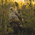 {"colorName":"Optifade Subalpine","colorCode":"SA","number":"32","isModel":false}