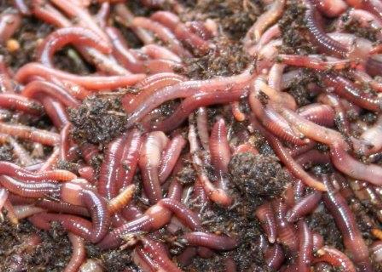 Composting Red Wiggler Worms