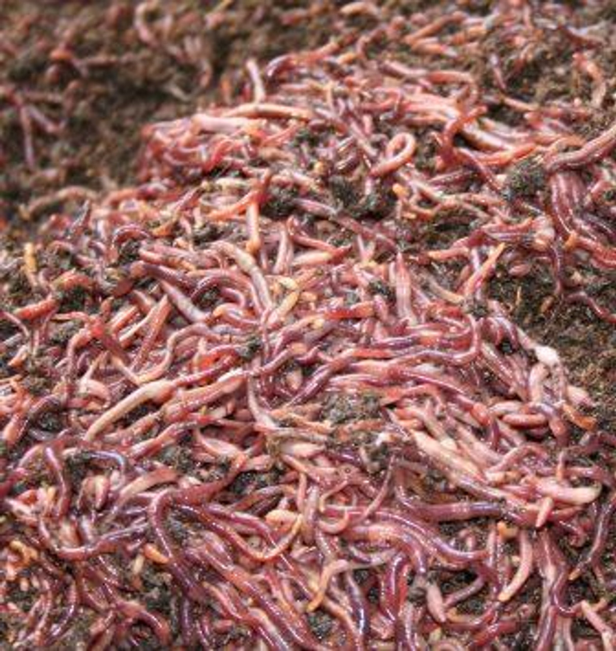 Composting Red Wiggler Worms