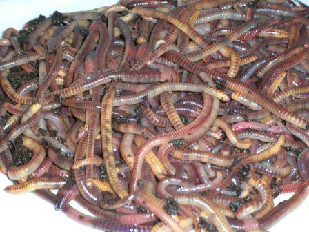 Composting European Night Crawler Worms Marle Worm Growers