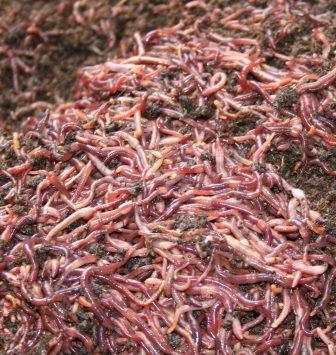 Feeding Time for The European Night Crawlers and Red Wigglers