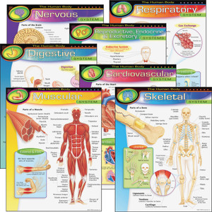 Trend The Human Body Chart Pack View Product Image