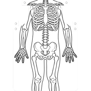 Roylco Skeleton Art Aprons View Product Image