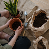 How to prepare the soil for planting