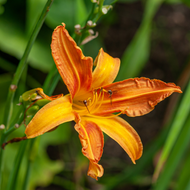 The Best Daylilies for Shade