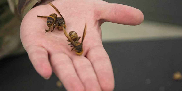 Pest Control