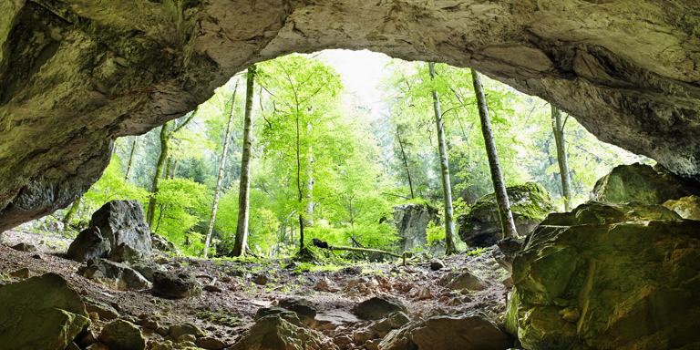 Move Into A Cave Or Animal Den