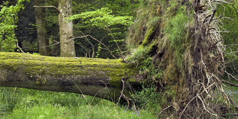 Sleep Under A Big Tree