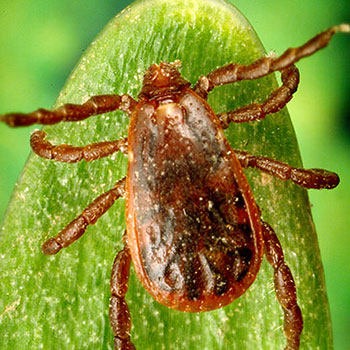 Brown Dog Tick