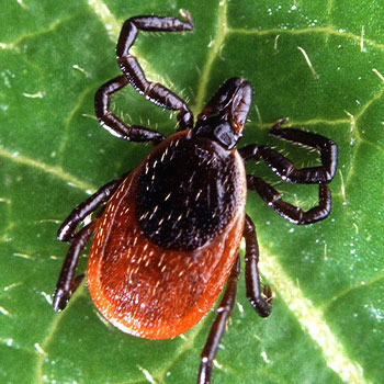 Deer Tick