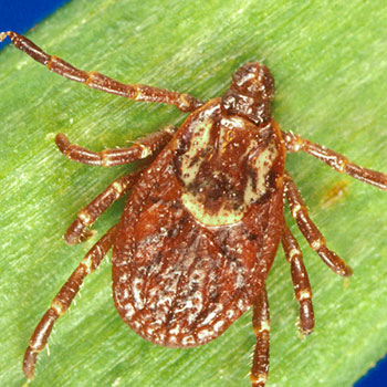 Dog Tick