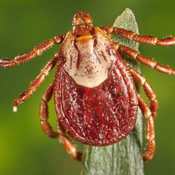 Gulf Coast Tick
