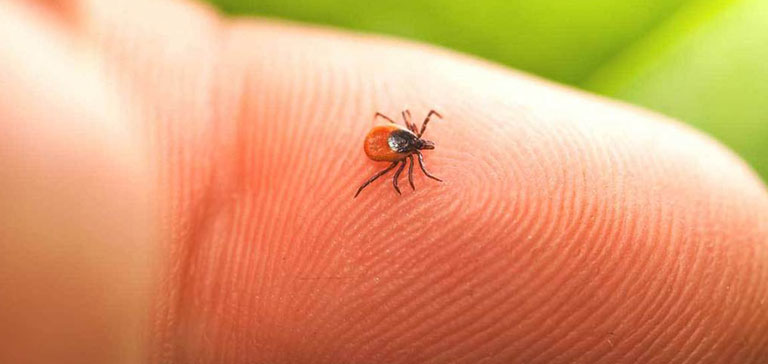 How To Prevent Tick Bites