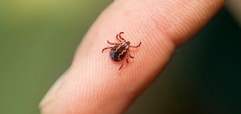 How To Protect Yourself From Tick Borne Diseases