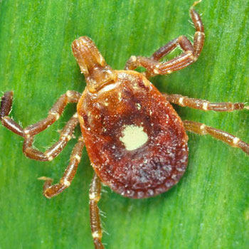 Lone Star Tick