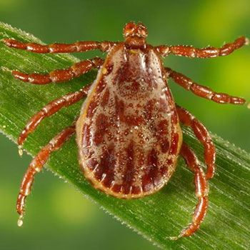 Rocky Mountain Wood Tick