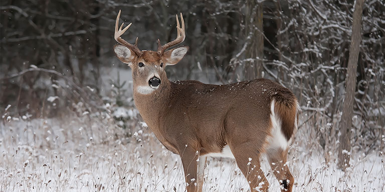 Finding Food And Water In The Cold