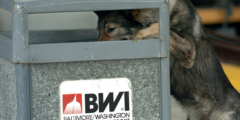 Searching For Explosives