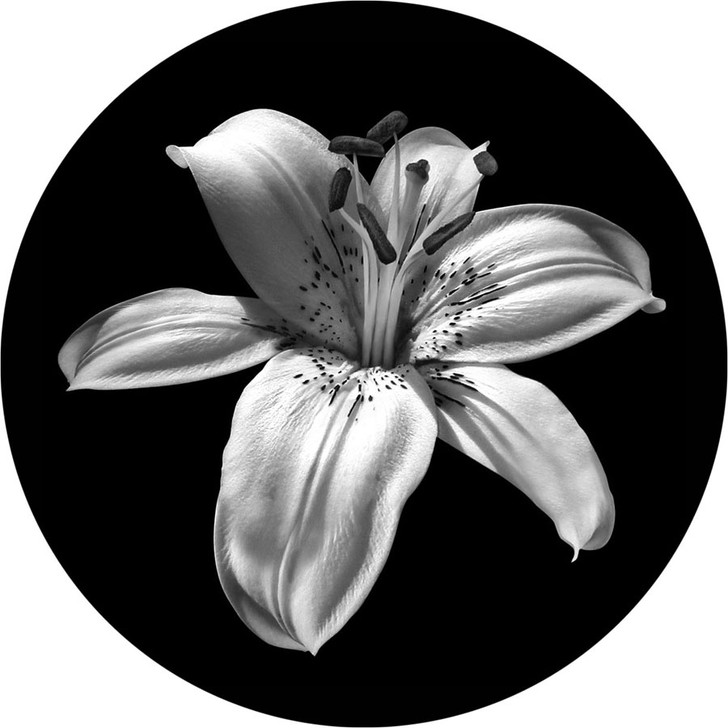 Lily - Apollo Glass Gobo #SR-1014