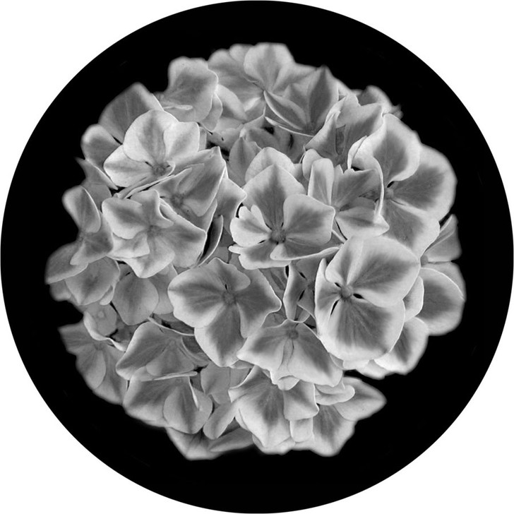 Hydrangea - Apollo Glass Gobo #SR-1016