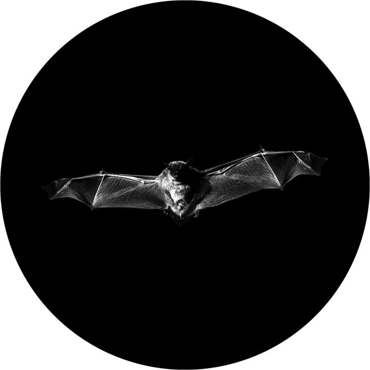 Flying Bat - Apollo Glass Gobo #SR-1129