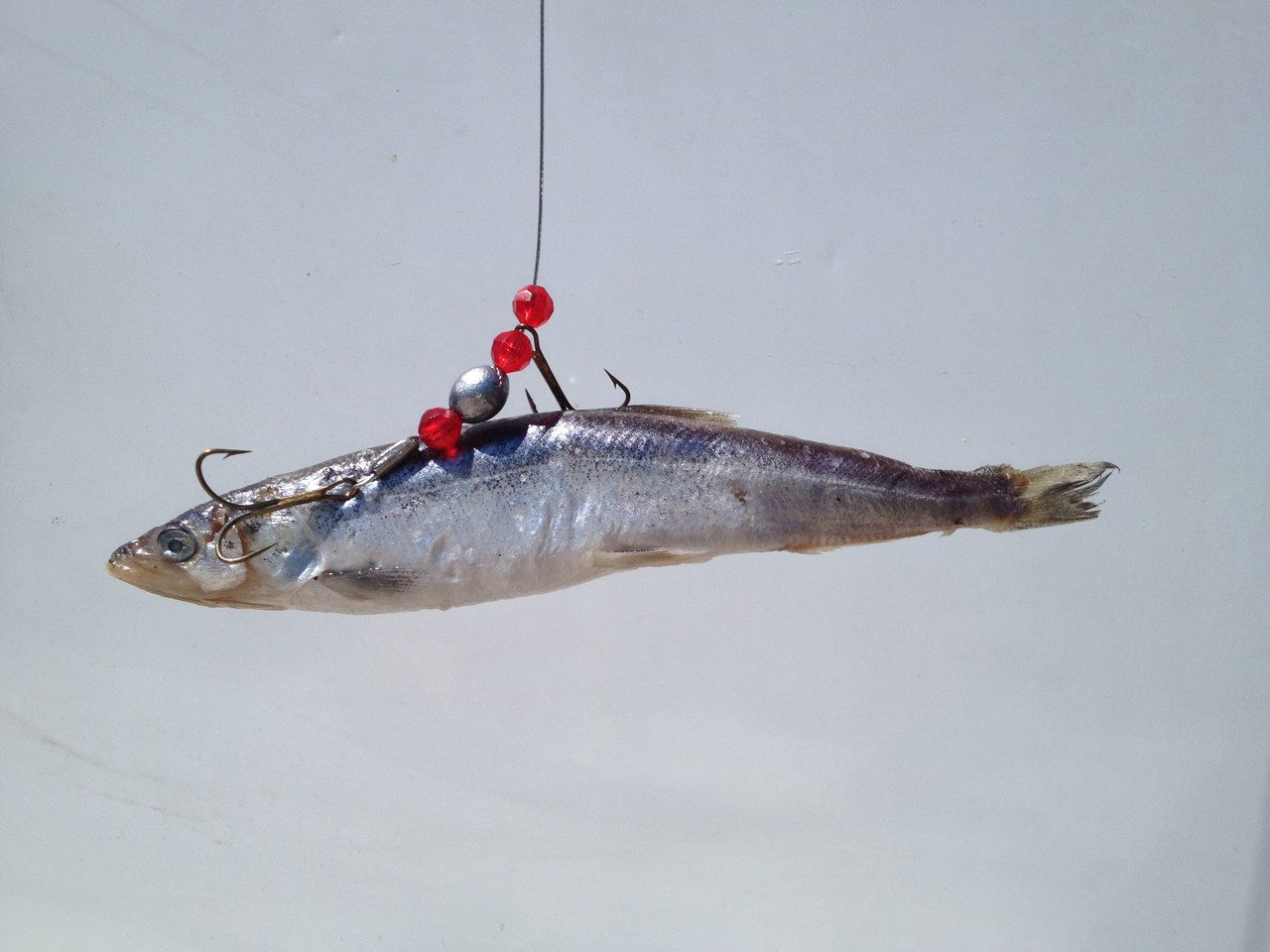 Predator Rigs