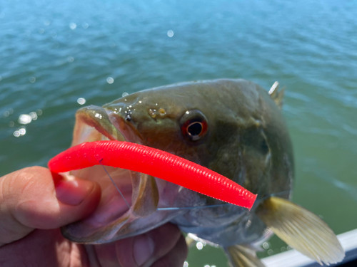 Juice Baits Products - ShopMissouriSecrets