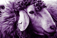 Malabrigo Worsted Yarn - The Perfect Choice for Your Next Project