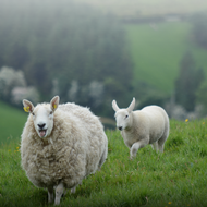 Peace Fleece: Ethically Sourced Wool Yarn