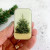 A hand holding the Small Pine Tree Tin to show its compact, pocket-sized scale.
