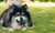 Fluffy black and white dog lying on green grass with green ball in mouth, tongue out, surrounded by lush grass and flowers.