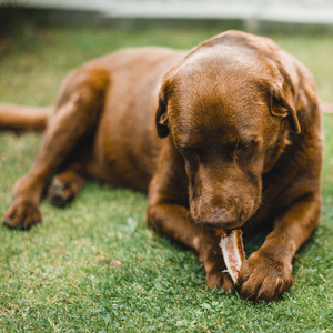 Give you dog a treat