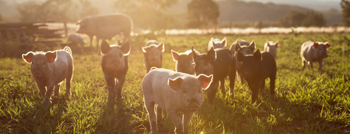 Our Free Range, Pasture Fed Pigs
