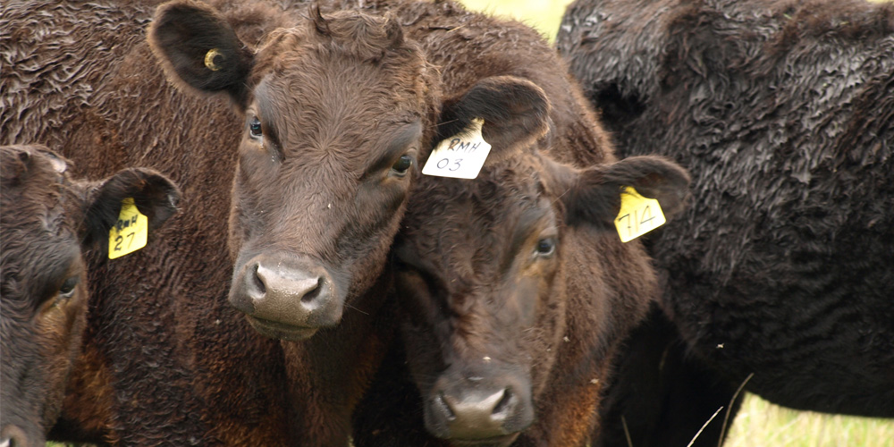 The animals on our farm are out in the open as nature intended. To keep them healthy we use as many natural preventative measures as we can.