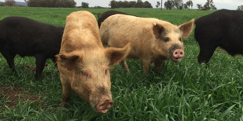 Our Free Range, Pasture Fed Pigs live in paddocks are filled with native grasses including red grass, ryes and clovers.