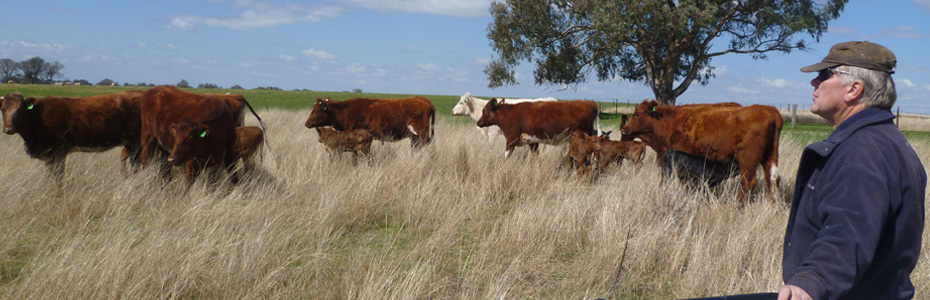 The animals on our farm are out in the open as nature intended. 