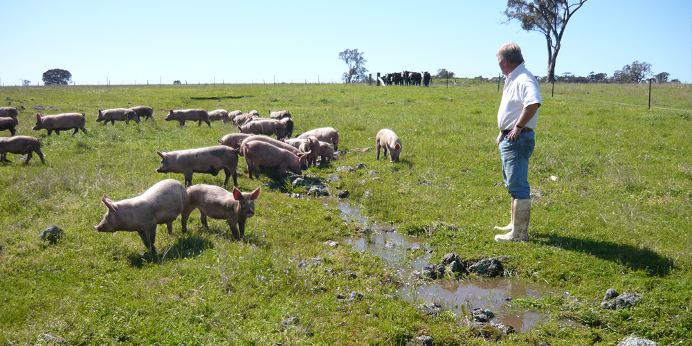 The cornerstone of our farming philosophy is soil health.