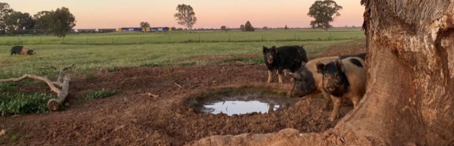 Jason Bates, Stockinbingle NSW - Free Range Pasture Fed Pork Farmer