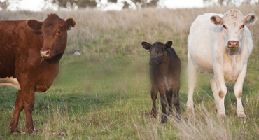 Supporting Local Farmers