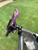 Golf Push Cart Phone & GPS Mount – Universal Fit, Clamp-On Design | Made in USA by Caddie Buddy