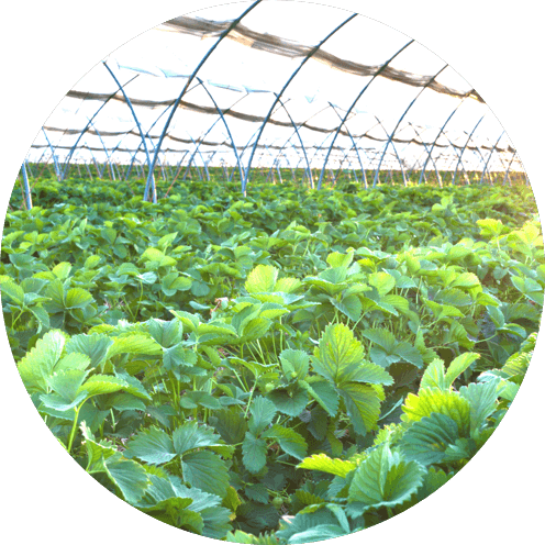 Signal Booster Solutions for Greenhouses