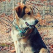 Roman the Service Dog